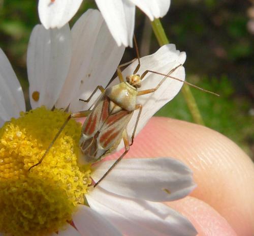 Réf. 11 591 : Calocoris roseomaculatus