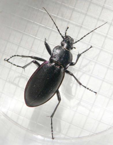 Carabus violaceus purpurascens
