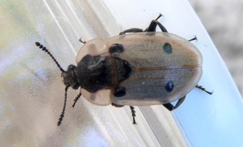 Réf. 11 456 : Dendroxena quadrimaculata