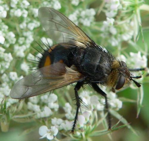 Nowickia ferox