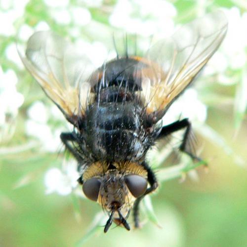 Nowickia ferox
