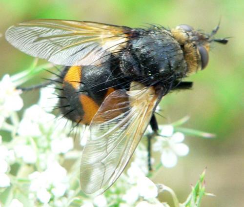 Nowickia ferox