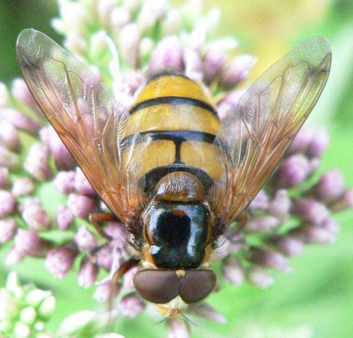 Réf. 11 701 : Volucella inanis