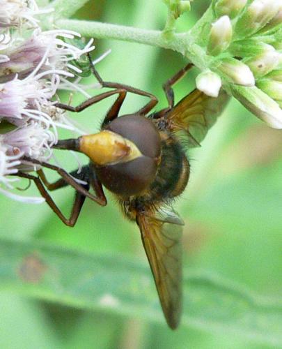 Volucella inanis