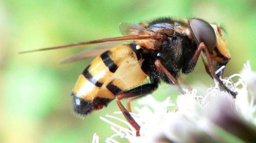 Réf. 11 703 : Volucella inanis