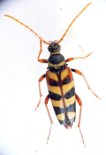 Leptura aurulenta