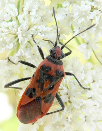 Corizus hyoscyami hyoscyami