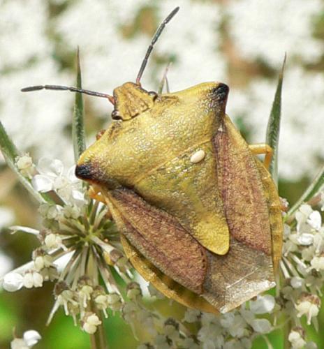Réf. 11 858 : Carpocoris fuscispinus