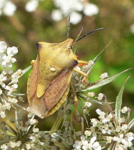 Carpocoris fuscispinus