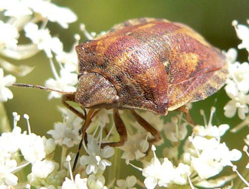 Réf. 11 818 : Eurygaster testudinaria