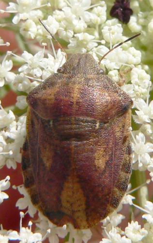 Réf. 11 819 : Eurygaster testudinaria