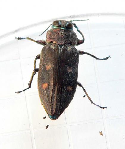 Chrysobothris affinis