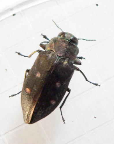 Chrysobothris affinis
