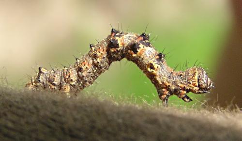 Phigalia pilosaria
