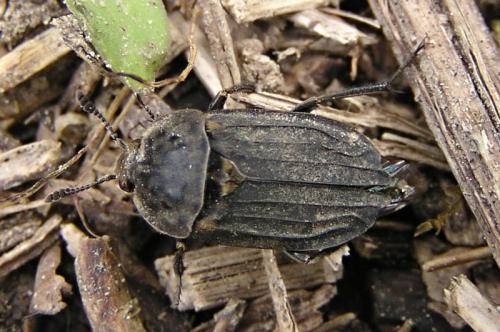 Thanatophilus sinuatus