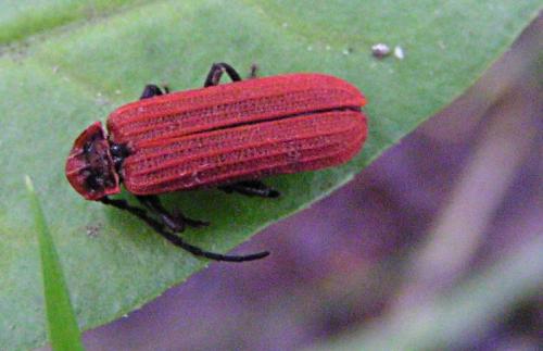 Réf. 11 421 : Lopheros rubens