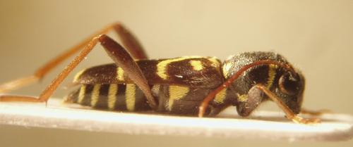 Réf. 11 096 : Xylotrechus antilope