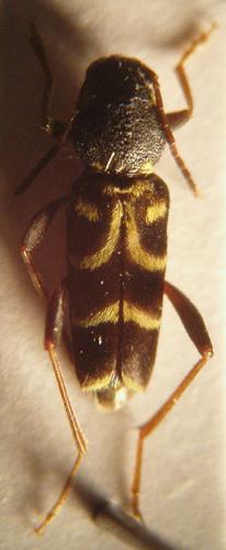 Réf. 11 095 : Xylotrechus antilope