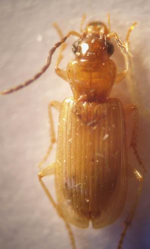 Anthracus transversalis