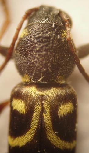 Réf. 11 186 : Xylotrechus antilope