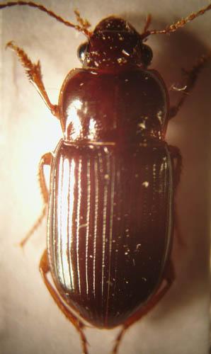 Amara sp.