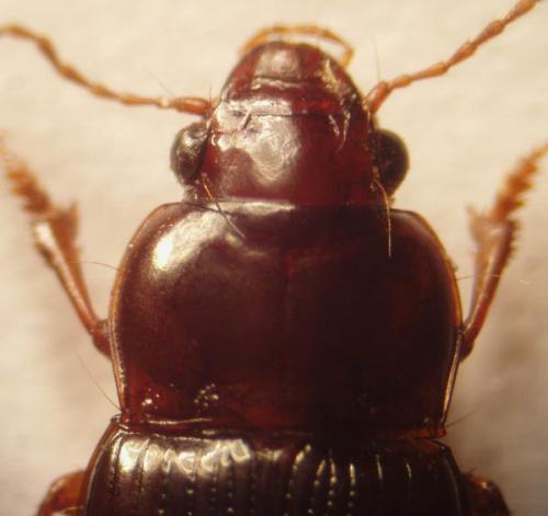 Amara sp.
