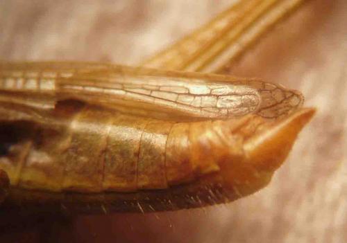 Euchorthippus declivus