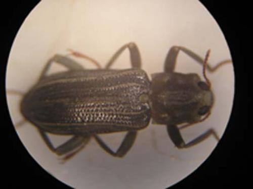 Stenelmis canaliculata