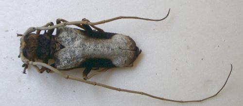 Réf. 11 023 : Petrognatha gigas