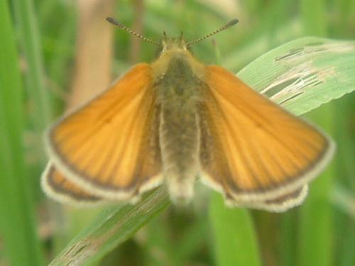 Thymelicus sp.