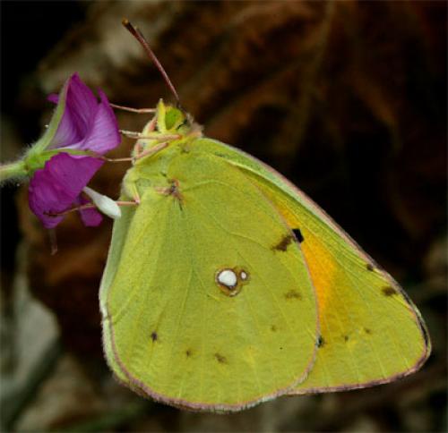Colias croceus