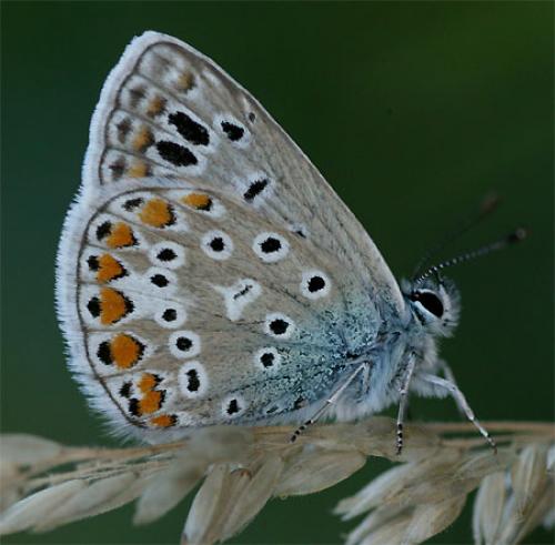 Polyommatus icarus