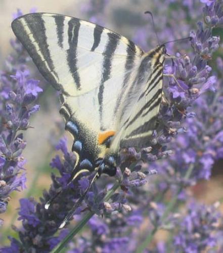 Iphiclides podalirius