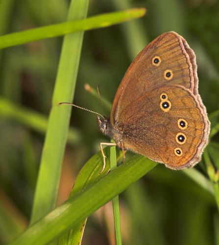 Réf. 11 032 : Aphantopus hyperantus