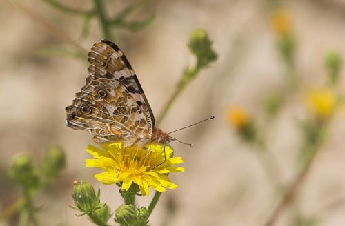 Réf. 11 999 : Vanessa cardui