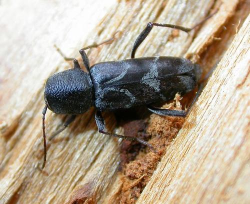 Réf. 11 964 : Pseudosphegesthes cinerea
