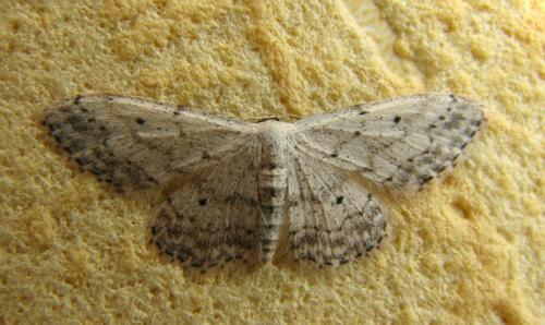 Idaea seriata