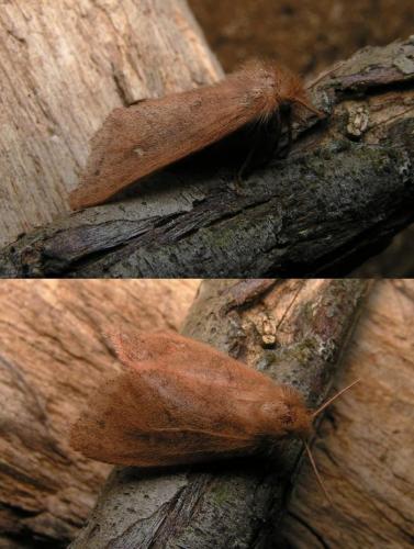 Réf. 11 752 : Ocneria rubea