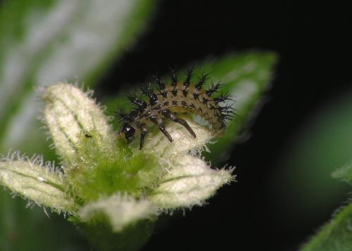 Henosepilachna sp.