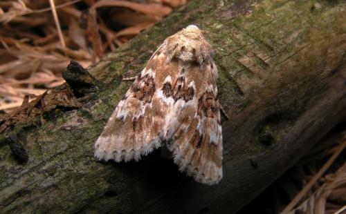 Eremobia ochroleuca