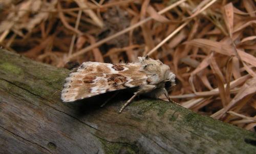 Eremobia ochroleuca