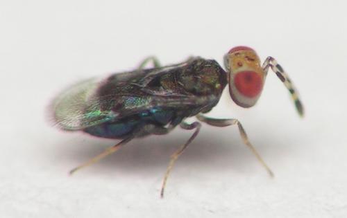 Réf. 11 998 : Ablerus pulcherrimus