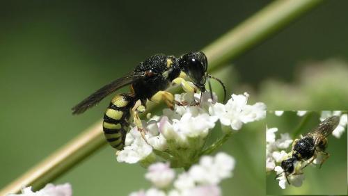 Réf. 11 410 : Lestica clypeata
