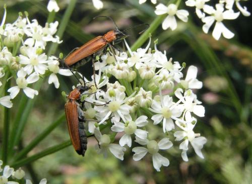 Anogcodes melanurus
