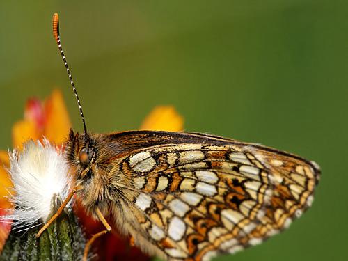 Melitaea diamina