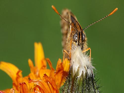 Melitaea diamina