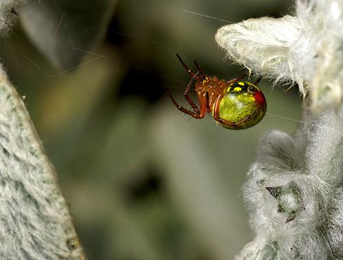 Araniella sp.
