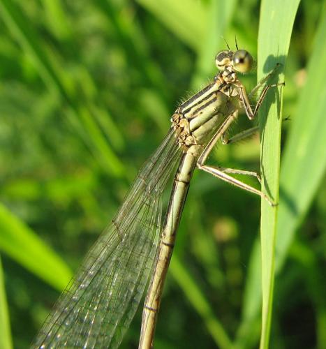 Platycnemis pennipes