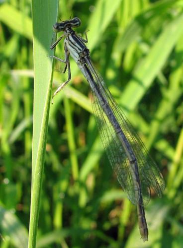 Réf. 11 762 : Platycnemis pennipes