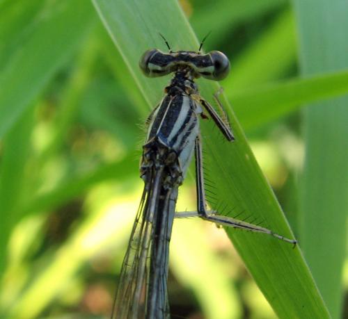 Réf. 11 763 : Platycnemis pennipes